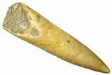 Fossil Plesiosaur (Zarafasaura) Tooth - Morocco #369967-1